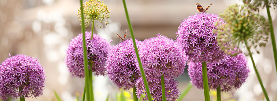 large round purple flowers with butterflies sitting on them